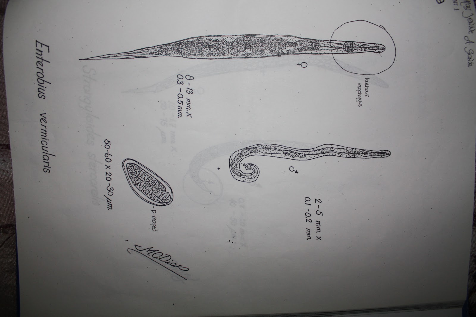 MD Files: Medically Important Parasites [Sketch by Dr. Macario Diaz]