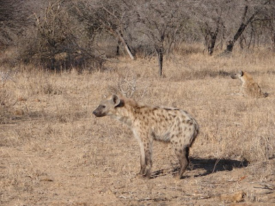 The O'Brien Files The enigmatic Spotted Hyena  an experiment in