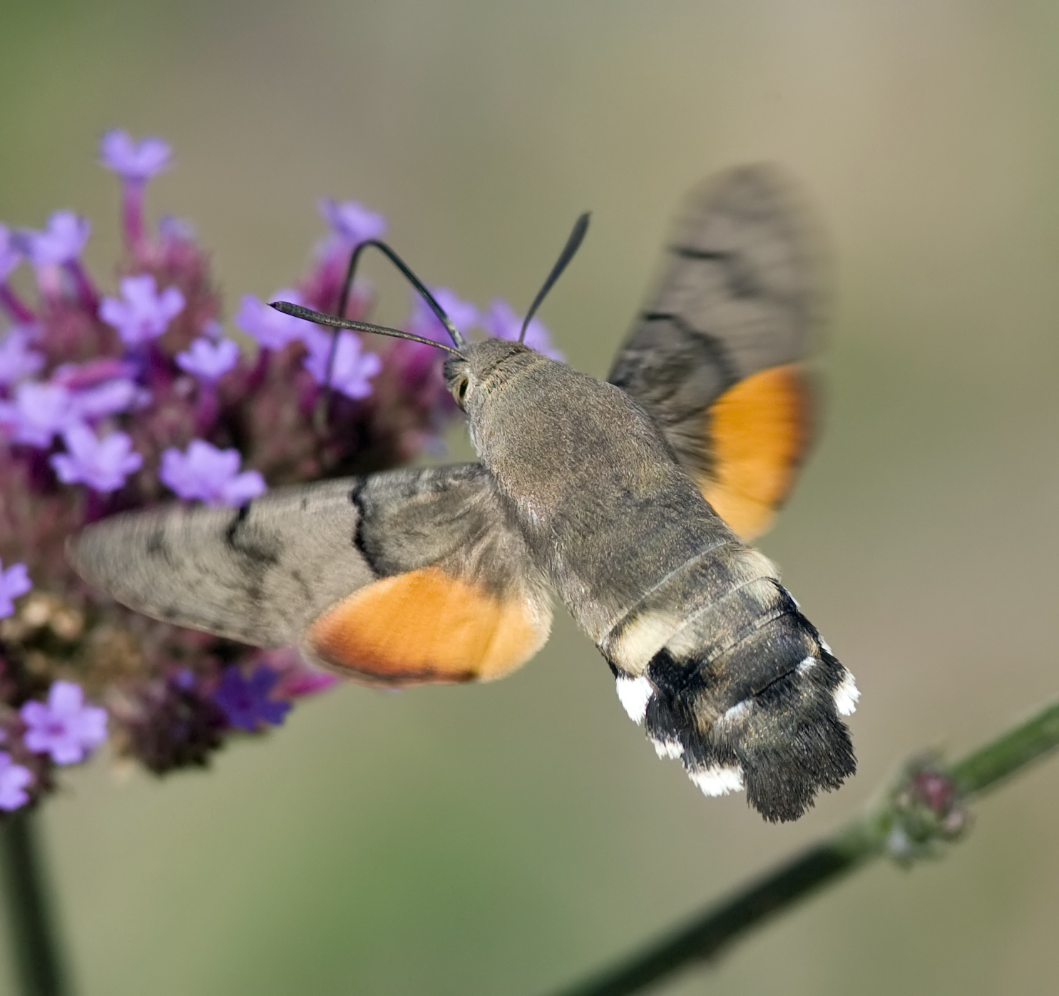 Calder Birder: Hummingbird Moth