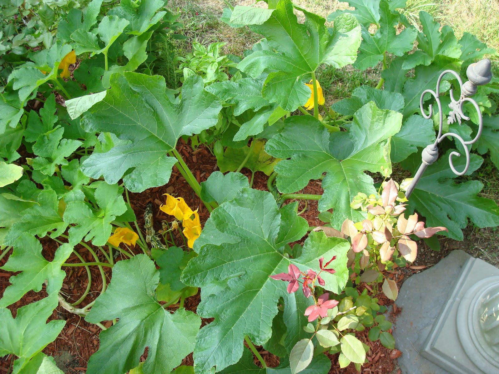 Plantation By The Sea: Emerging Acorn Squash and Pole Beans