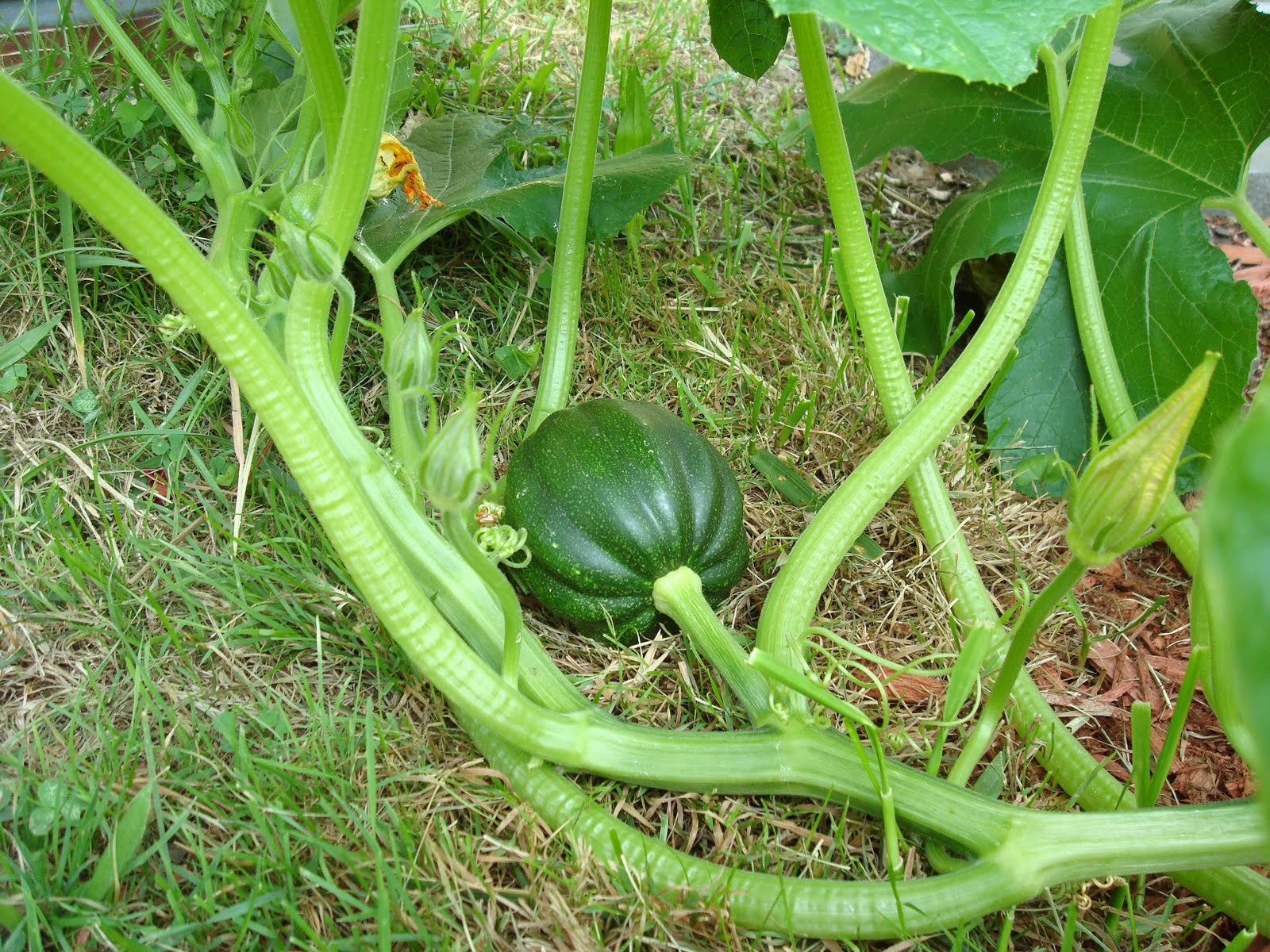 Plantation By The Sea Emerging Acorn Squash and Pole Beans