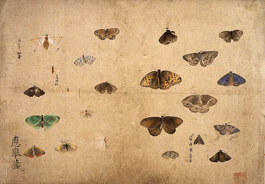 [OhkyoButterflies1.gif]