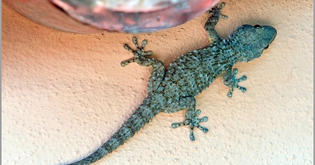 Wouts fotobloG Reptielen