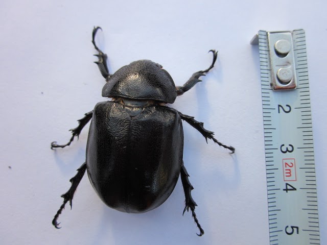 Large Black Beetle 71
