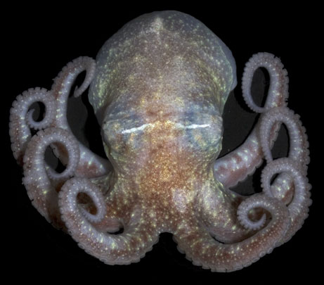 [octopus_big.jpg]