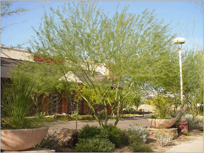 desert museum palo verde tree cercidium landscaping arizona blue