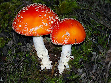 Amanita muscaria