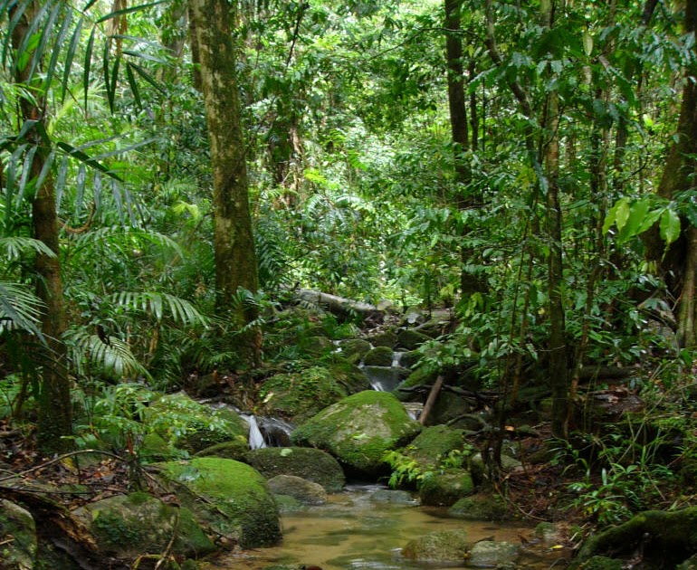 На каком материке расположен дождевой лес сельва. Сельва Гайана. Джунгли Амазонии в Южной Америке. Южная Америка леса амазонки. Дождевой лес Сельва.