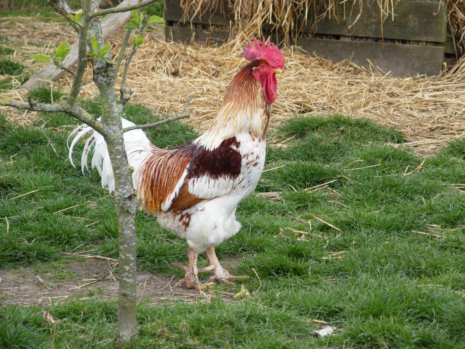 hen вы сможете воспользоваться этими материалами если обновите подписку на них в playstation store