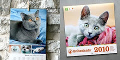 Unitedcats helps you communicate with other cat-owners from around the world