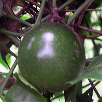 [passionfruit.jpg]