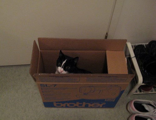 [Annilaatikkokissa.jpg]