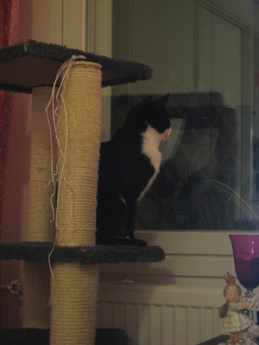 [Annikyttaaraketteja.jpg]