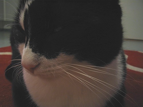 [Annihyvinlahelta.jpg]