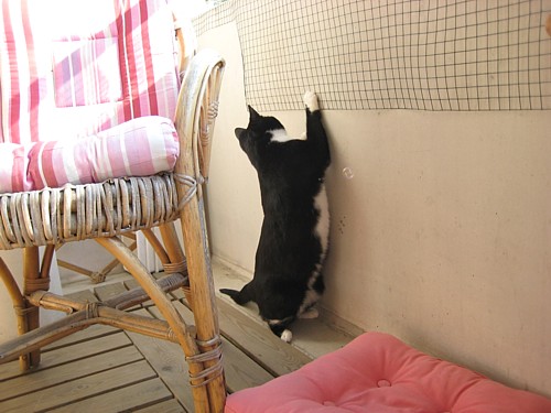 [Anni_saippuakupla_karkaa.jpg]