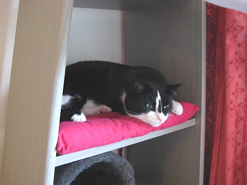 [Anni_nukkuu_hyllyssa_uudella_tayspinkilla_tyynylla.jpg]