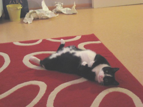 [Anni_ottaa_rennosti_uuden_kodin_lattialla.jpg]