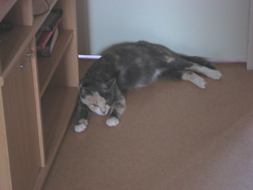 [Sinni_makkarin_ovella.jpg]