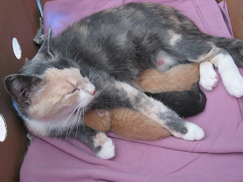 [Sinnin_pennut_tokapaiva2.jpg]