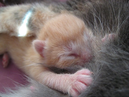 [Hippu_maitobaarilla.jpg]