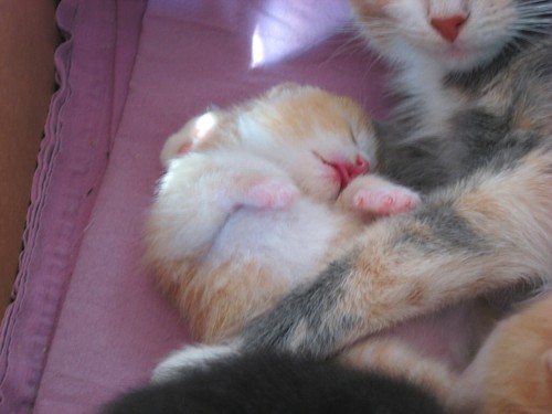 [Nippu_nayttaa_kielta.jpg]