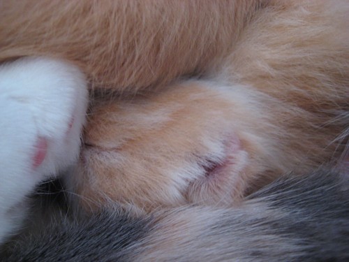 [pennun_naama_korva.jpg]