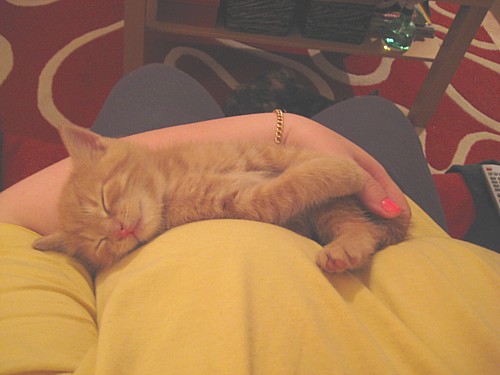 [Hippu_nukkuu_sylissa.jpg]