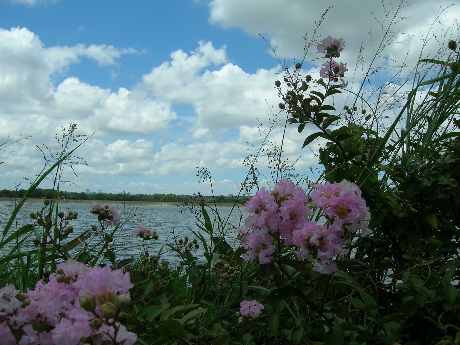 my blogger blog flowers at the lake