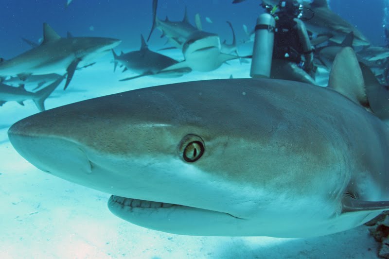 Shark Diver : Shark Diving : Swimming With Sharks: Dermal Denticles