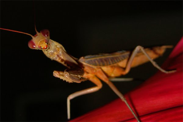 Ray Mantis Focus on Nature: A feast of forms