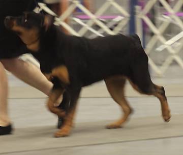 Actualizaciones en Perrilandia: Rottweiler, Samoyedo, Boston Terrier