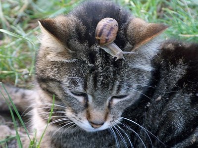 Cat,bengal cat,cat breeds,wild cat,house cat,cat cage