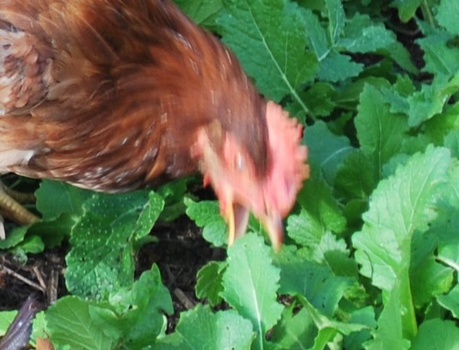 Camp Pleasant, Frankfort Kentucky A New Chicken Coop