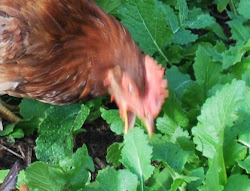 pleasant frankfort kentucky camp yes