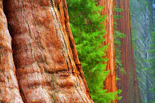 .redwood bark.
