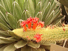 Resource of power is just inside you.Even Cacti can make beautiful flowers.