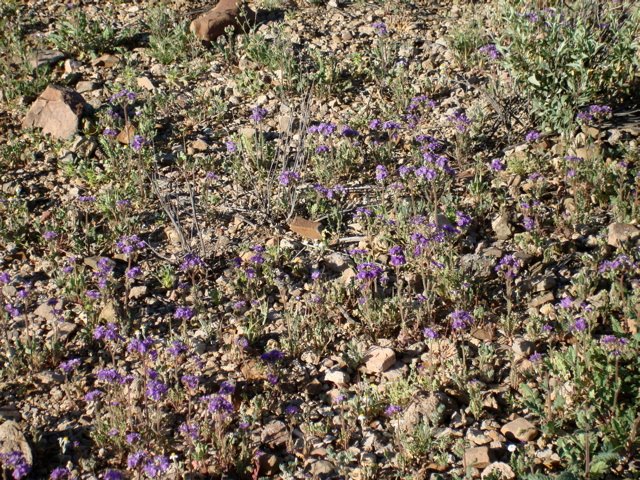 [purple+desert+flowers.jpg]