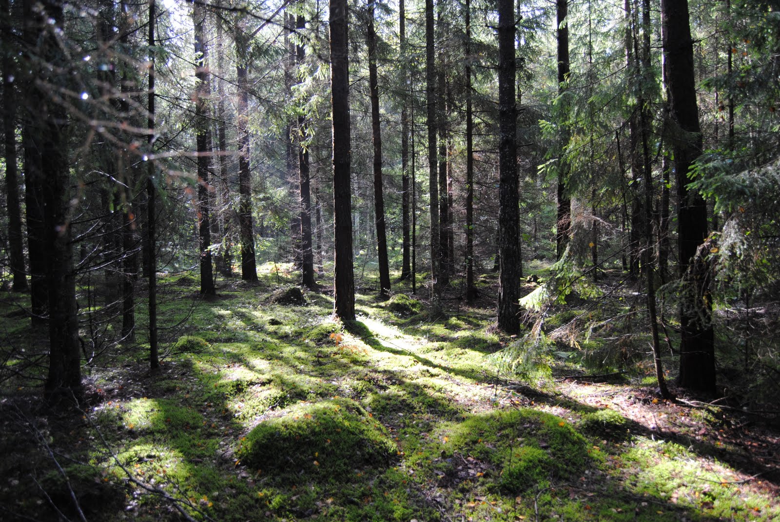 Tomtar Och Troll I Tomteskogen Fjant