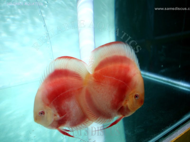 ALL DISCUS STRAINS OUR ALBINO DISCUS
