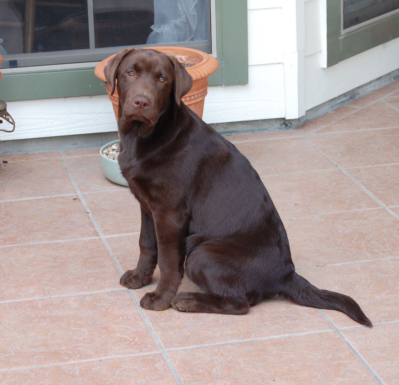Strider The Chocolate Lab Down, Sit, Sit Down?