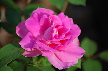 Katy Road Pink Rose