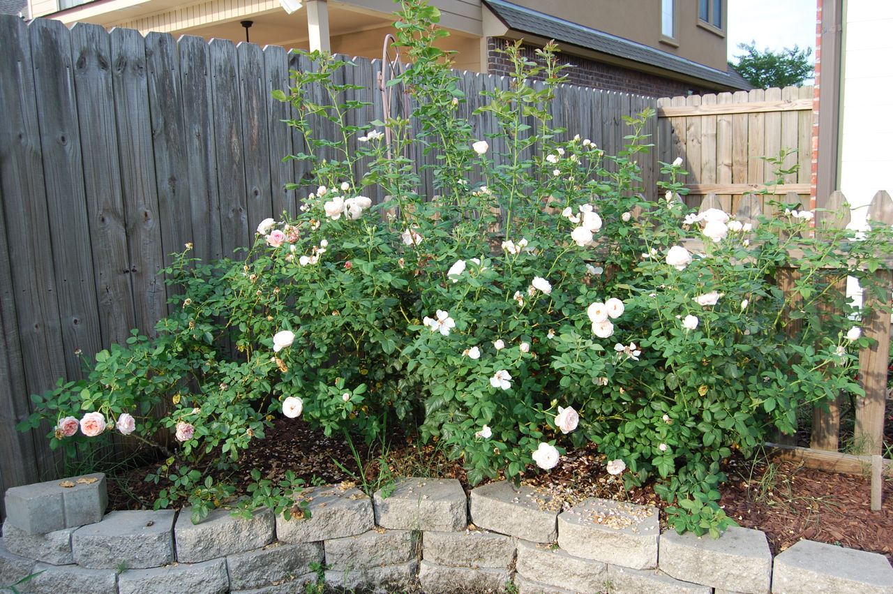 Jeannie's Fairy Rose Louisiana Garden Beautiful Heritage Roses