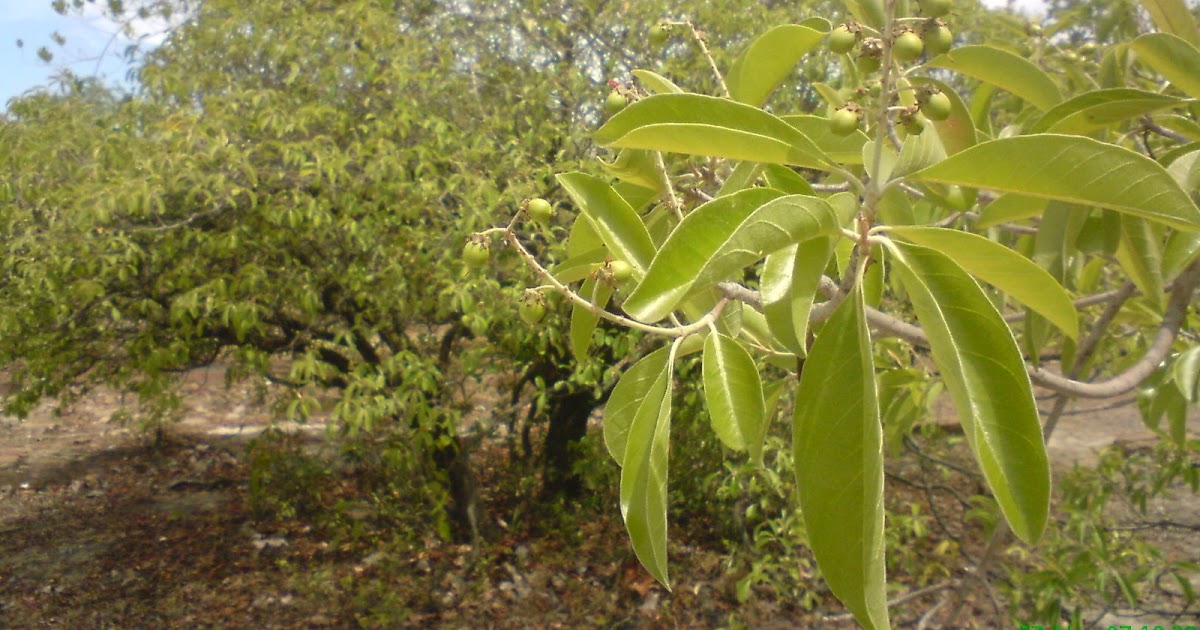 Boqueirão do Piauí: FRUTAS NATIVAS DA REGIÃO