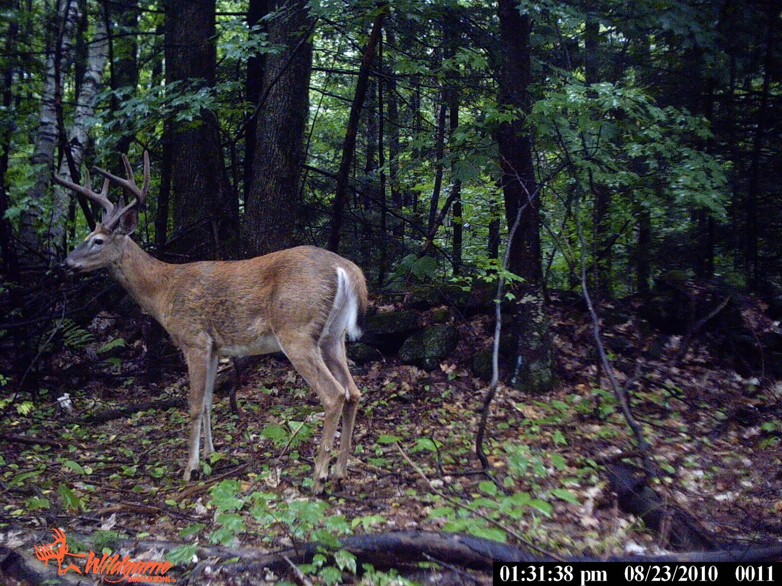 Massachusetts Deer Hunting August 2010