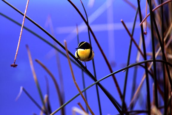 [LakeTiticaca-MorningBird.jpg]