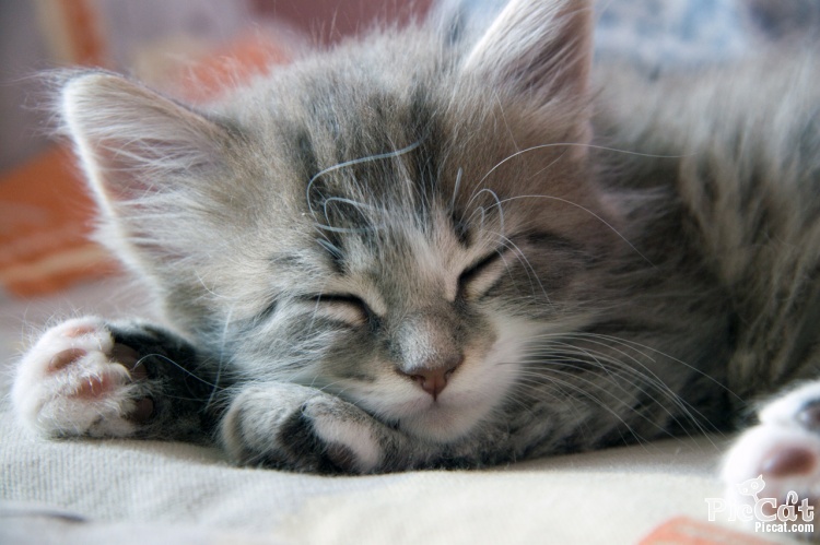 [sleeping_kitty.jpg]
