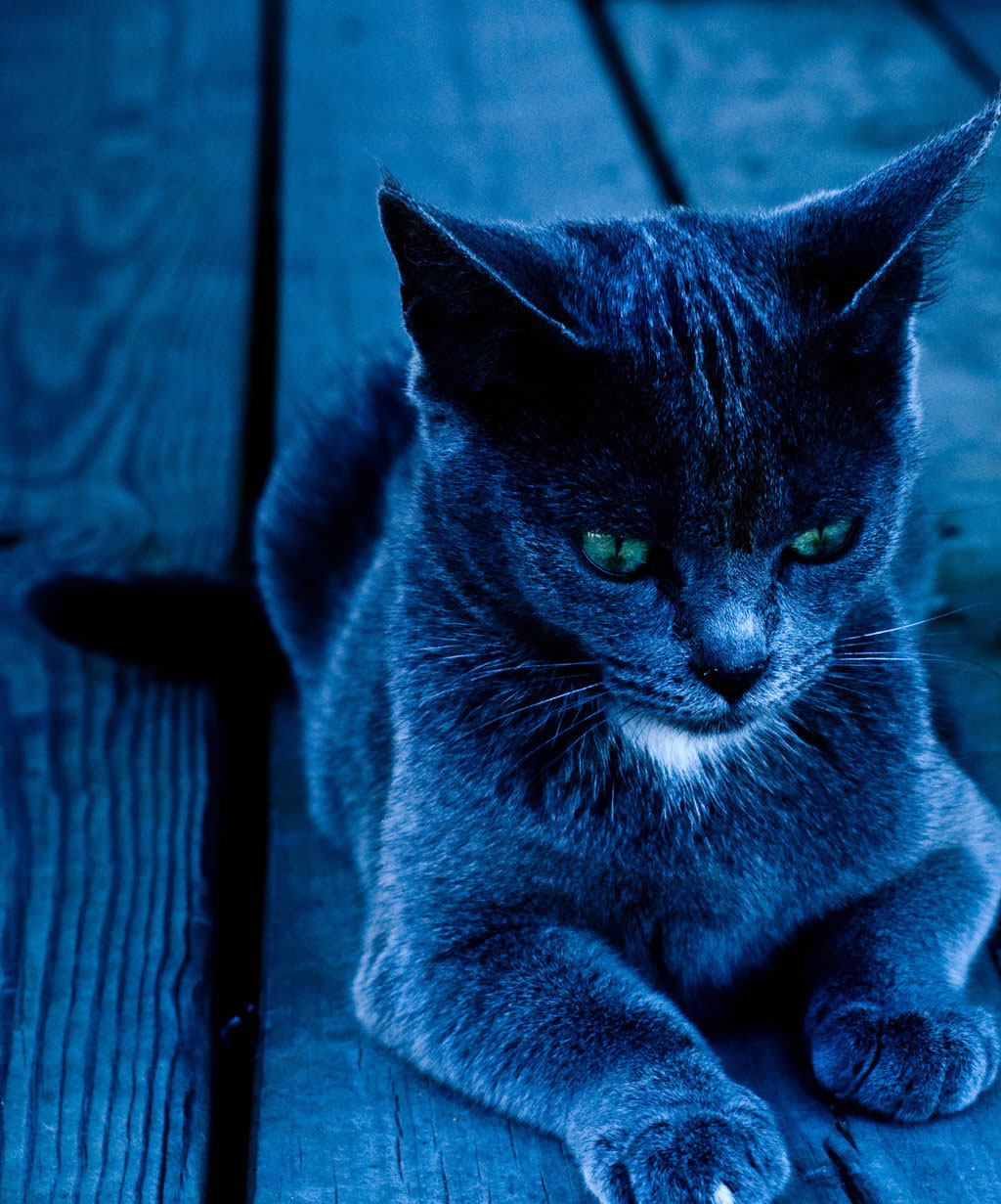 http://1.bp.blogspot.com/_ZcDP5ny1XLA/TG9NqcGWR4I/AAAAAAAACHE/u1r4jvbaw4U/s1600/elegant-cat-posing-blue-scene-picture.jpg