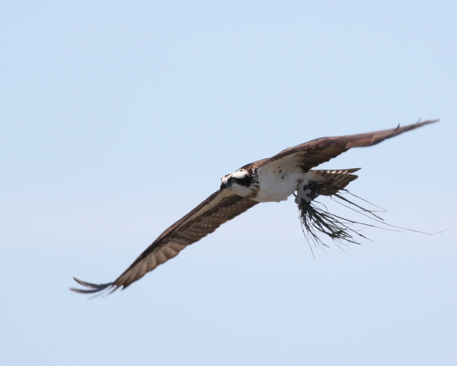 BirdBoy Long Island Birds