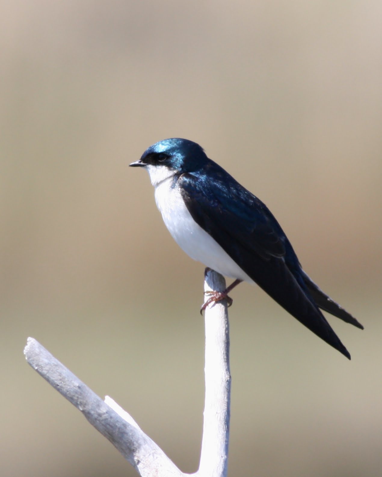 BirdBoy Long Island Birds