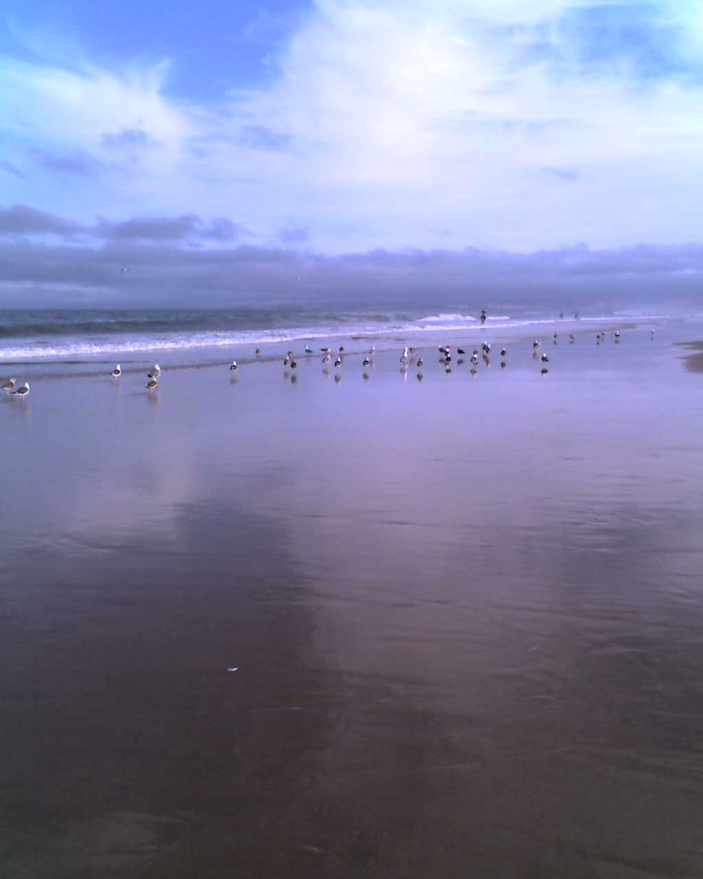 beira-mar com gaivotas